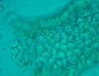 D6B